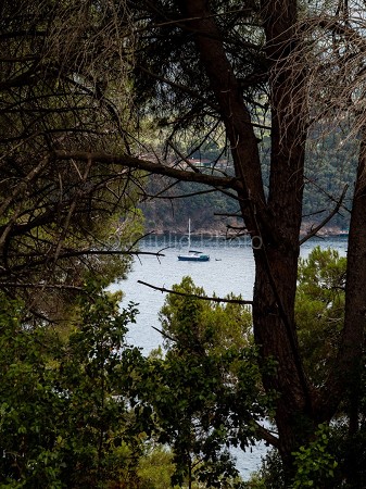 italia | immagini | mare | cielo | sereno | porto azzurro | barca | rami | foto | isola d'elba | 