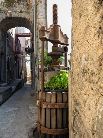 fotografie delle cinque terre | immagini delle 5 terre liguria | basilico | immagini liguria | 
