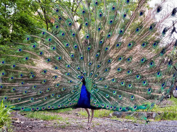 immagini pavone maschio | immagini di pavoni colorati | pavone che fa la ruota | ruota pavone | 