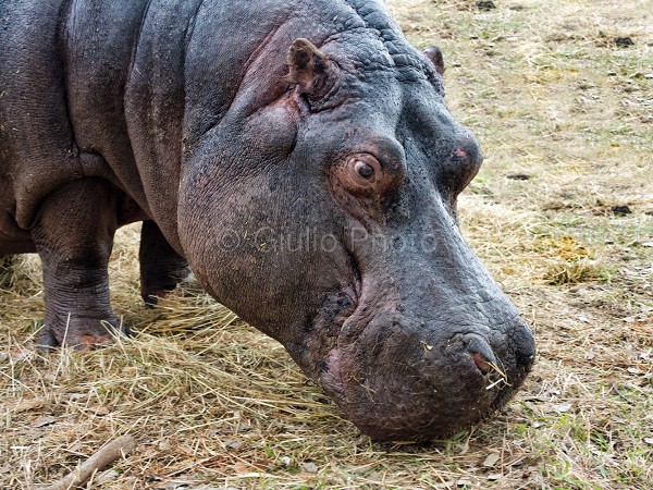 ippopotamo | immagini di ippopotamo | immagini di animali | immagini ippopotami | 