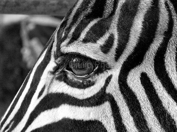 zebra immagini | zebra | foto di zebre | occhio della zebra | immagini di zebre | 