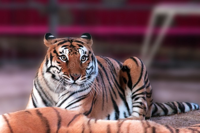 foto tigre | immagini di tigri | immagini tigre |  foto di tigri | tigre del bengala | 