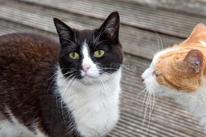 immagini gatti divertenti | immagini di gatti | foto di gatti | immagini gattini dolci | 