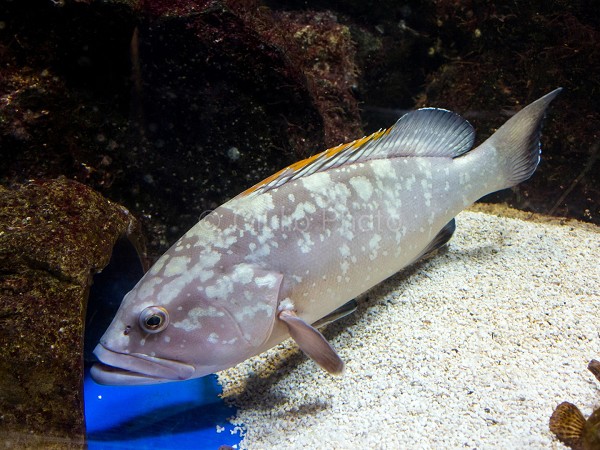 immagini pesci | immagini di pesce | pesce | 