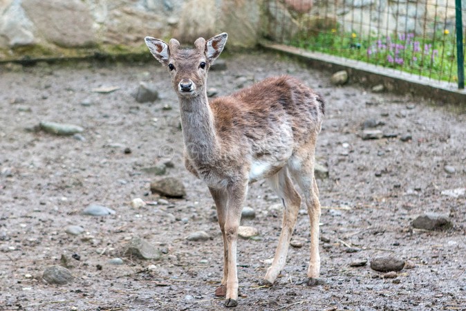 foto cerbiatto cucciolo | daino | immagini di daino | immagini di cerbiatti | 