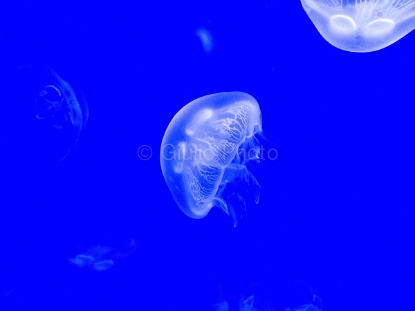 medusa di mare | medusa marina | medusa | foto meduse | foto di meduse | immagini di meduse | 