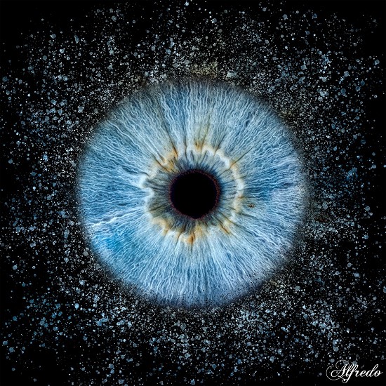 iris | iride | genova | foto iride | giulio photo | giulio | iride liguria | macro | occhio |